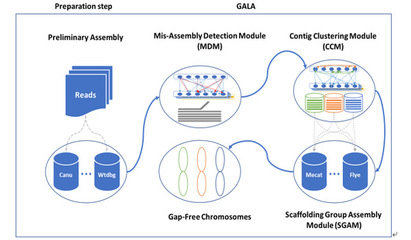 前沿 | 農學院甘祥超教授團隊發(fā)布端粒到端粒無缺失染色體組裝技術新路線